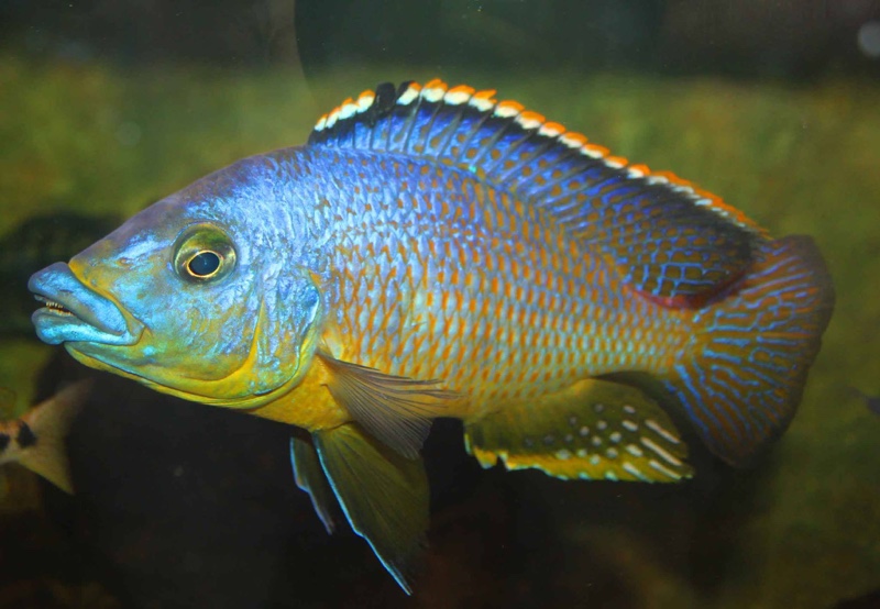 Protomelas sp. 'mbenji thick-lip' Mbenji Island